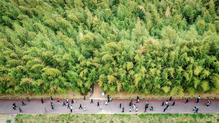 십리대밭 구간을 달리는 선수들을 드론으로 촬영한 모습. 