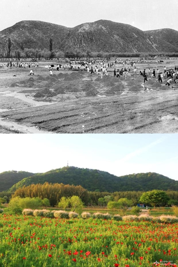 중구 태화강국가정원 주변 1963년 모습과 2023년 모습 = 울산 중구 제공
