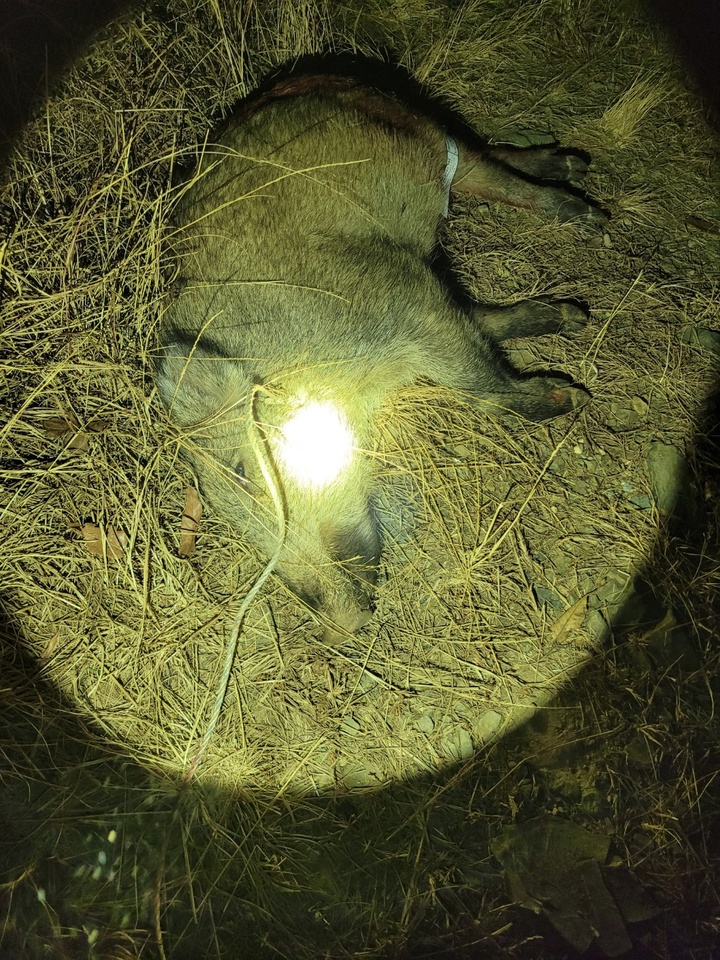 울산 남구는 지난달 30일 오후 10시 30분께 옥동 대륙현대아파트 인근(옥동 163-16) 텃밭에서 80kg 야생멧돼지 1마리를 총기로 포획했다고 밝혔다. 울산 남구 제공
