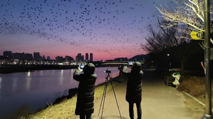 울산시 겨울철새 감시(모니터링)요원 등이 떼까마귀 개체수를 사진에 담고있다. 울산시 제공
