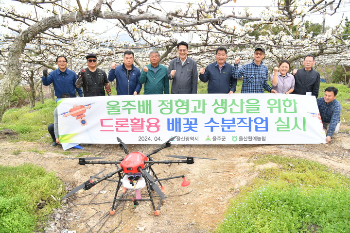 이순걸 울주군수는 김창균 울산원예농협 조합장 및 배농가 관계자들과 함께 지난 6일 온양읍 대안리 일원 배 과수원에서 울주배의 개화시기에 맞춰 드론을 활용해 꽃가루 인공수분 작업을 실시했다. 전용 드론으로 꽃가루 수분 작업을 벌이면 편리하고 신속한 작업이 가능하며 적기에 작업할 수 있어 착과율 증대에 도움이 된다. 드론 활용 배꽃 수분 작업은 농가 인건비 절감과 소득 창출을 돕기 위해 추진됐다.

