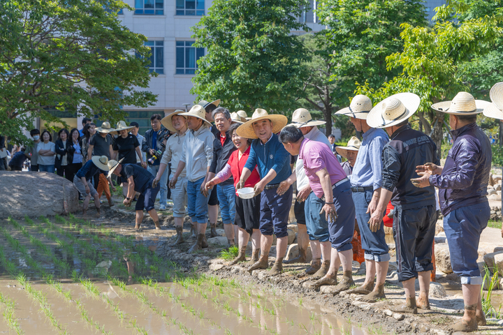 울산시는 전국 최초로 청사 내 조경 공간인 초록원에 ‘논 정원’으로 조성키로 하고 16일 김두겸 시장, 김기환 시의장, 안효대 경제부시장, 안승대 행정부시장, 농업인, 시민대표 등이 함께 모심기를 진행했다. 이날 심은 벼는 청렴에 대한 의지를 담아 ‘청렴미’로 이름 지었고, 국내산 미꾸라지와 우렁이를 방생하는 등 친환경 농법으로 재배하게 된다.  최지원 기자 cjw@iusm.co.kr