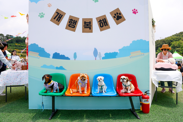 2024 울산 남구 반려동물축제 어서오시개 행복남구 펫스티벌이 지난 6월 울산 남구 문수국제양궁장 및 애견운동공원에서 개최됐다. 행사장을 찾은 시민들이 애견 미용 체험 및 상담은 물론 반려견과 사진을 찍으며 즐거운 추억을 남기고 있다.