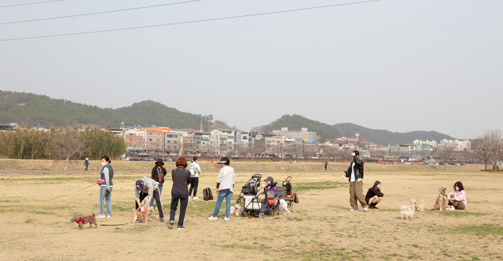울산 남구 삼호철새공원 일원에서 모임을 가지는 반려견과 반려인들. 오후가 되면 삼호철새공원 일원에 반려견과 반려인들이 모여 함께 시간을 보낸다.
