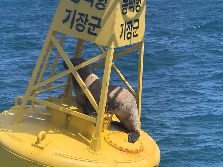 12일 오후 부산 기장군 동백항 인근 동부표에 갇힌 멸종위기 야생생물 큰바다사자. 해상을 지나던 한 어선 선장의 신고로 울산해양경찰이 출동해 무사히 바다로 돌려보냈다. 울산해경 제공