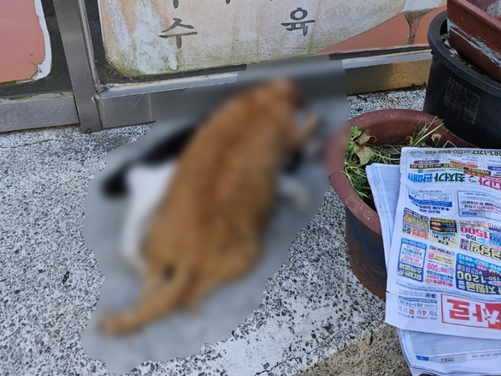 지역 캣맘에 따르면 평소 건강하던 고양이들이 최근 한 달 사이 30여 마리가 죽은채 발견됐는데 사체를 길고양이를 위한 급식소 밥그릇 위에 올려두는가 하면, 구청에서 내건 '길고양이 학대는 범죄입니다'라는 문구의 경고장과 현수막까지 떼버리고 있다.
