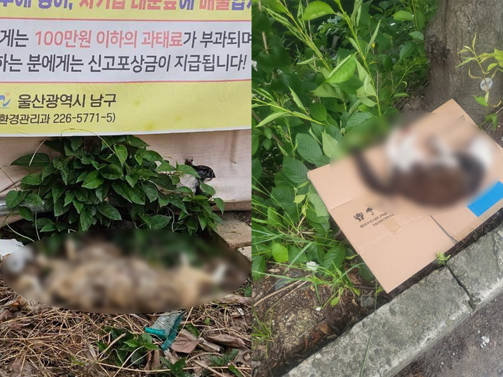 울산 남구 야음동 번개시장 뒷골목에서 발견된 길고양이들 사체.
