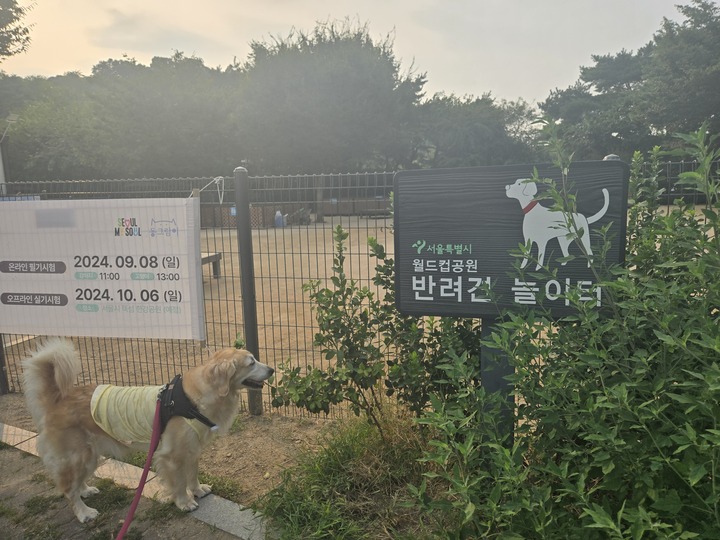 레트리버 감귤이가 마포월드컵경기장 반려견 놀이터를 방문하고 있다.