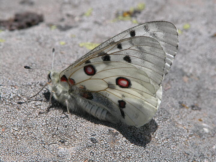 과다라마 국립공원에 서식하는 대표적 멸종위기종 곤충 아폴로 모시나비(Parnassius apollo).