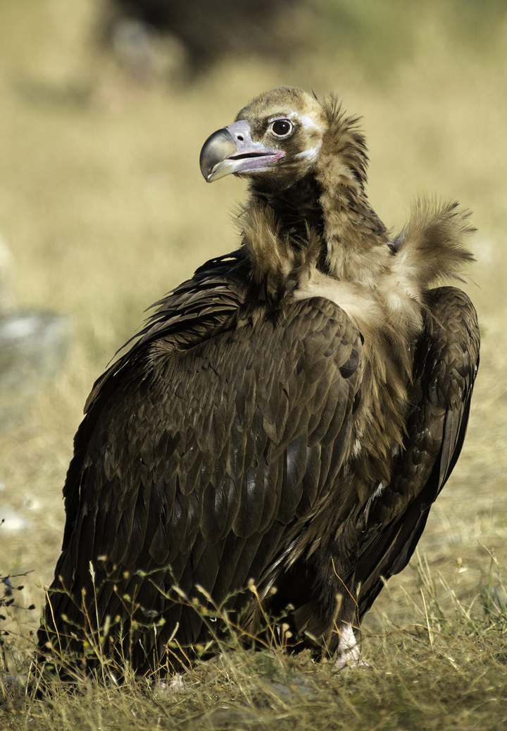멸종위기종 독수리(Aegyphus monachus).