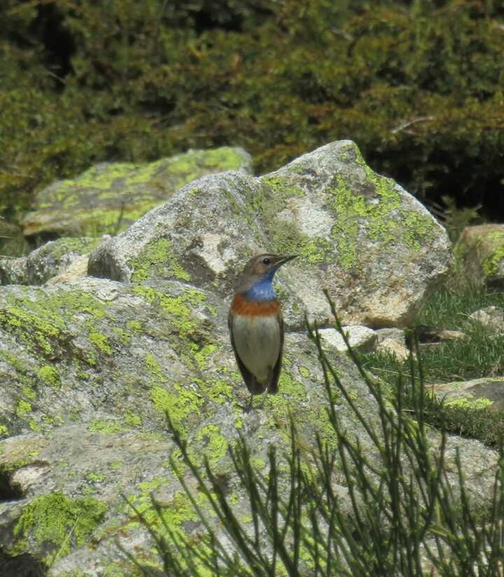 멸종위기종 흰눈썹울새(Luscinia svecica, bluethroat).