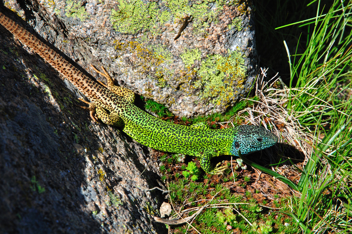 멸종위기종 이베리아 에메랄드 도마뱀(lacerta Schreiberi).