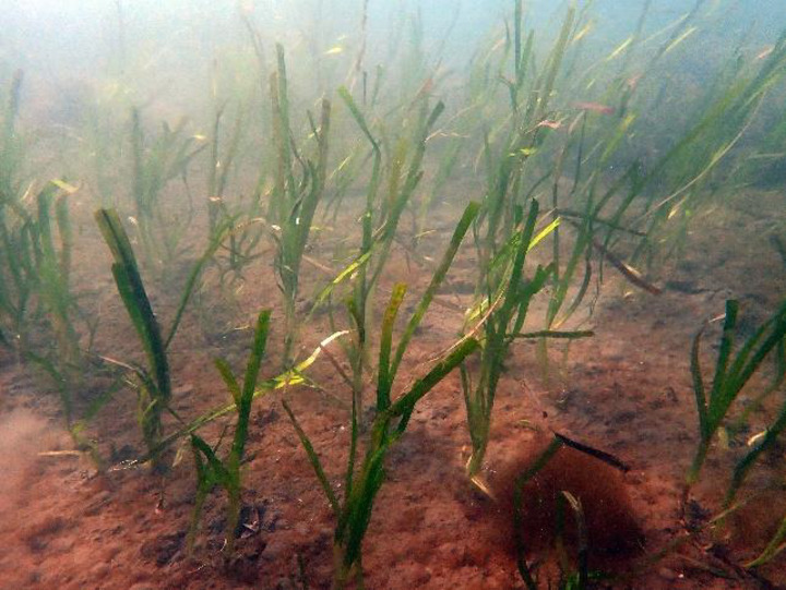 KB금융이 'KB 바다숲 프로젝트' 추진해 조성한 잘피(Sea grass) 군락지
