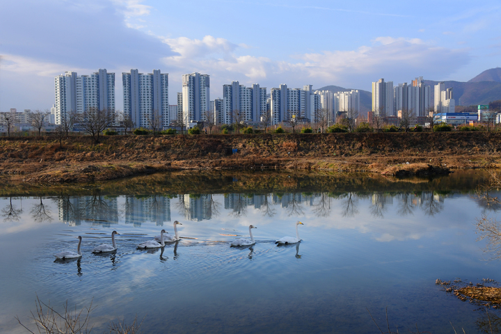 울산시가 환경부 주관 '2025년 생태계보전부담금 반환사업' 공모에 선정돼 '큰고니 재도래를 위한 훼손생태계 복원사업'을 추진한다. 울산시 제공
