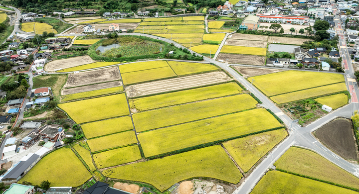 '두서공공타운하우스'가 들어설 것으로 예정됐던 울산 울주군 두서면 인보리 들녘. 울산매일 포토뱅크
