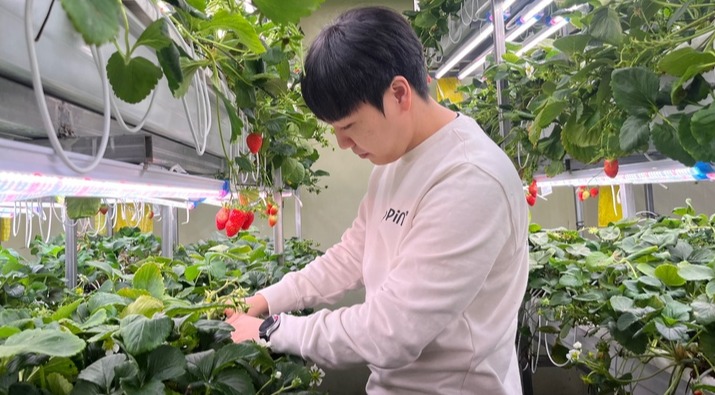 울산 울주군에 위치한 어핀(UPPIN)은 스마트팜 기술을 기반으로 사계절 내내 친환경·무농약 딸기가 재배 가능하다. 송민규 대표가 딸기 상태를 점검 중이다.