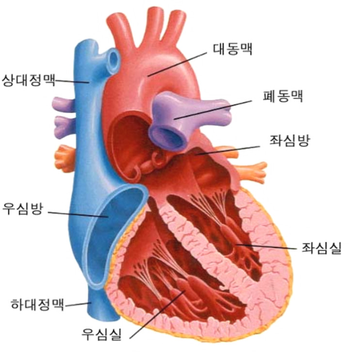심장의 구조.