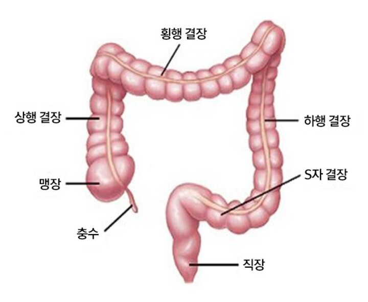 대장 그림.