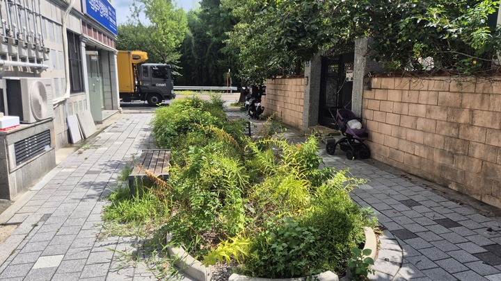 물순환 선도도시 시범사업 구역인 울산 남구 삼호동 일대 도로·보도 구간의 빗물을 지중으로 침투시키기 위해 조성된 화단 형태의 '빗물정원'이 잡초가 화단 경계를 넘어 무성하게 자라있다.