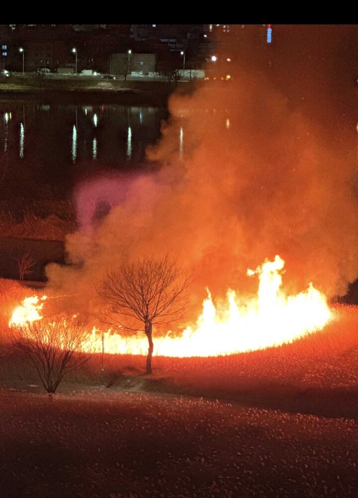 24일 오후 울산 명촌교 인근 억새밭에 화재가 발생했다. 독자 제공