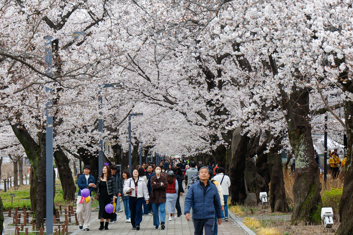 31일 울산 울주군 작천정 벚꽃길에서 시민들이 활짝 핀 벚꽃길을 걸으며 봄정취를 느끼고 있다. 울산매일 포토뱅크
