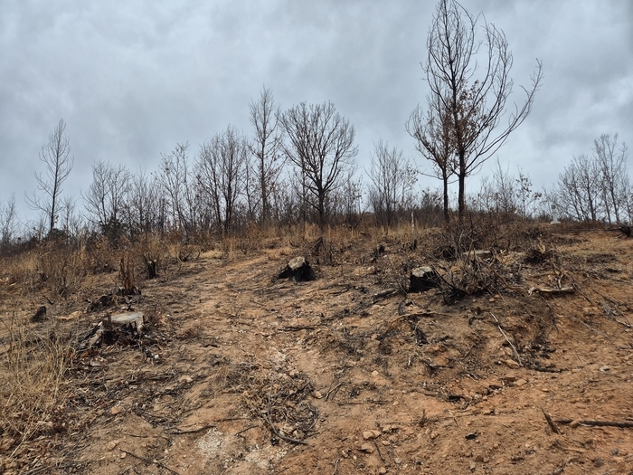 지난해 3월 25일 울주군 언양읍 화장산에서 산불이 발생한 후 식생이 소실된 상태다.