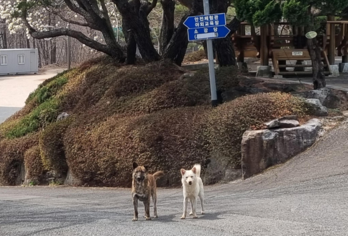 울산 울주군 상북면에 위치한 울산광역시학생교육원 야외수련장에 최근 들개 무리가 출몰해 학생 안전을 위협하고 있다. 울산광역시학생교육원 제공