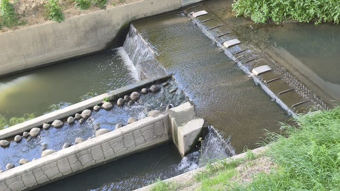 24일 중구 명정천에서 육안으로도 확인될 정도로 탁한 물이 흘러 내려오고 있다.