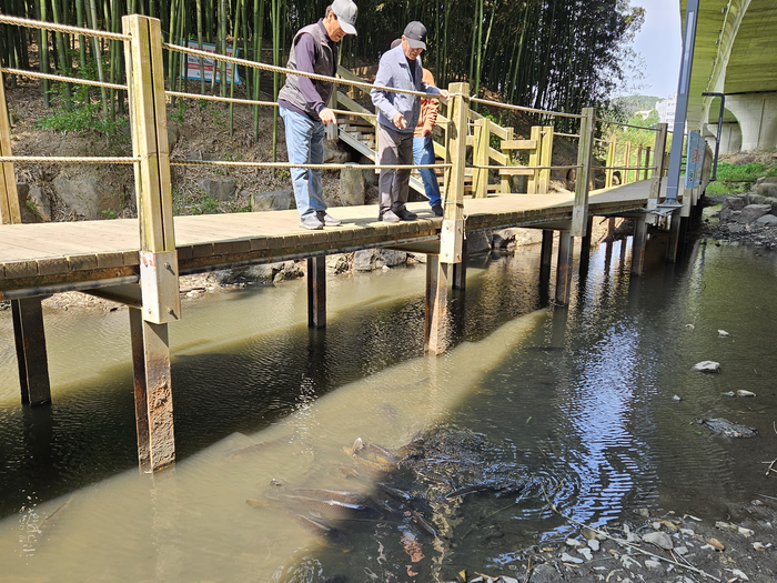 울산 남구 신삼호교 아래 물가에 잉어떼가 모여있다.