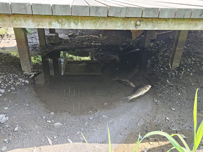 폐사한 잉어 모습