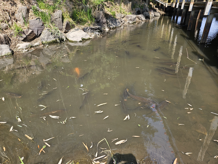 울산 남구 신삼호교 아래 물가에 잉어떼가 모여있다.