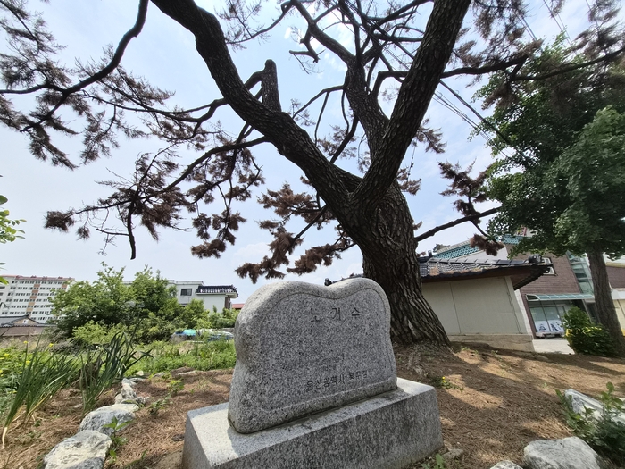 12일 울산 북구 제내마을 노거수(곰솔)가 재선충병으로 고사된 채 자리를 지키고 있다. 김귀임 기자