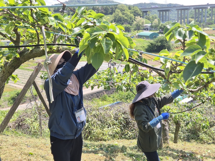 울주군 청량읍의 한 배 농가에서는 외국인 계절근로자 롯따나(30), 이얀(28)씨가 작업 중이다.