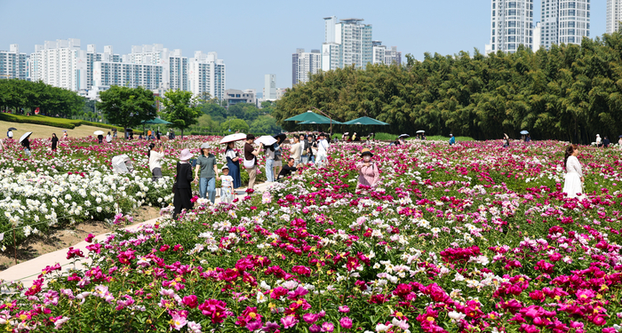 2026 태화강국가정원 봄꽃축제가 진행 중인 지난 16일 울산 태화강국가정원에서 시민들이 활짝 핀 작약꽃 사이를 거닐며 나들이를 하고 있다. 울산매일포토뱅크