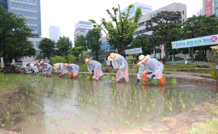 울산시는 20일 울산시청 마당 텃논에서 도심 속 농촌 정취를 전하는 생활정원 조성을 위해 시 공무원들이 직접 ‘청렴미(米)’ 모내기를 실시했다. 울산시 제공