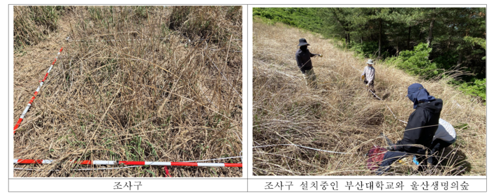 울산생명의숲은 부산대학교 조경학과 연구실과 함께 지난 18일 울산 울주군 간월재 일대에서 억새 관리 모니터링을 위한 조사구를 설치했다고 26일 밝혔다.