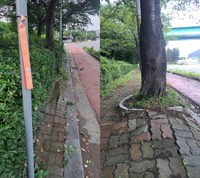 해파랑길6코스에 해당하는 남구 온산로 구간의 한 보행로. (왼쪽)보도의 심각한 파손은 물론 너무 좁은 폭 탓에 보행로의 역할을 하지 못하고 있다. (오른쪽)보도가 가로수 뿌리의 융기로 심각하게 파손돼 있다.