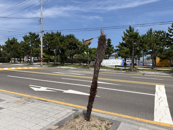 울산 동구 일산해수욕장 인근 도로변에 식재된 야자수. 잎이 모두 말라 떨어지고 줄기만 남아 생육 상태가 좋지 않은 모습이다.