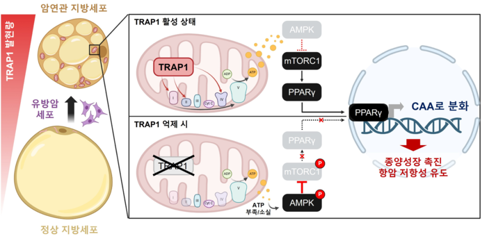 [연구그림] 유방암 주변 지방세포의 암 연관 지방세포 전환과 TRAP1 억제의 효과. UNIST 제공