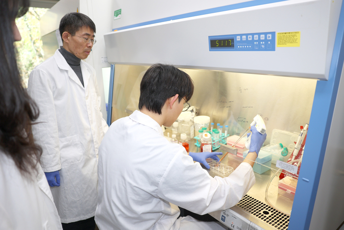 바이오메디컬헬스학부 백승훈 교수 연구팀이 함께 줄기세포(iPSC)에 배양액을 넣는 모습. 울산대 제공