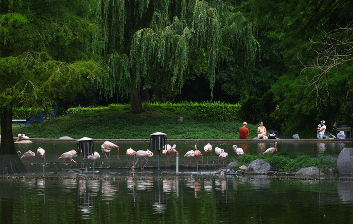 루이젠파크 내 호수 중앙에 위치한 ‘새의 섬(Vogelinsel)’에는 플라밍고 무리가 서식하고 있다. 이수화 기자