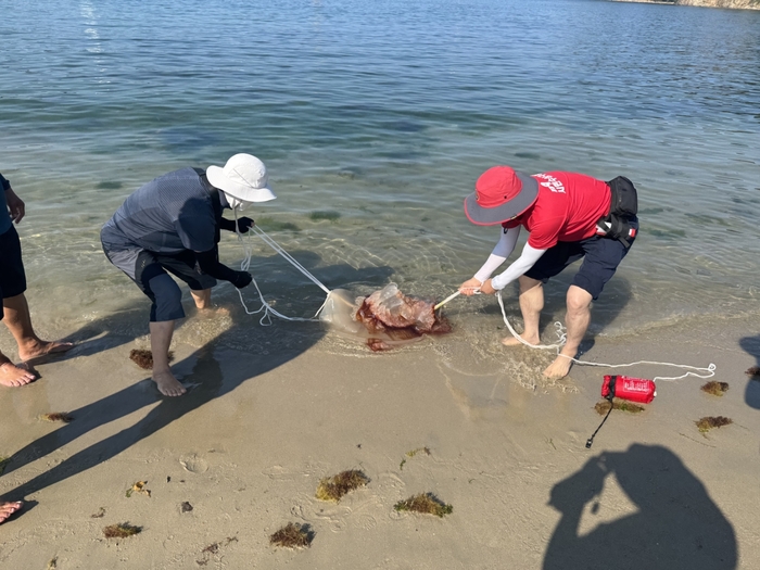 119시민수상구조대 대원들이 해변에 올라온 해파라를 건젼내고 있다. 울산소방본부 제공