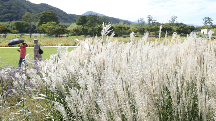 태화강국가정원 억새밭. 연합뉴스