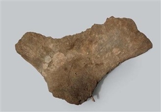 고래뼈에 박힌 사슴뿔 작살촉(어깨뼈). 울산박물관 제공