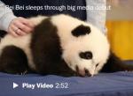 [Video] Bei Bei, the zoo's giant panda cub, snoozes during his media debut