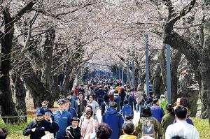 새하얀 벚꽃터널 장관