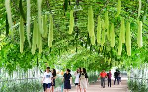 태화강대공원 ‘덩굴식물 터널’ 야간 조명 밝힌다