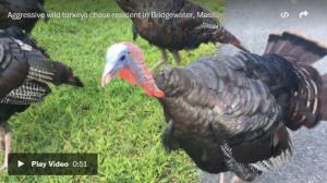 [Video] Here's the deal with all those turkeys terrorizing the suburbs