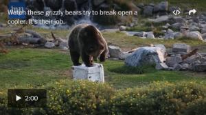 [Video] Could a bear break into that cooler? Watch these grizzlies try.
