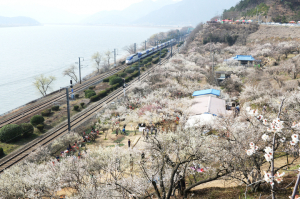 양산시 봄꽃 원동매화축제, 전국 대표 관광지로 발돋움